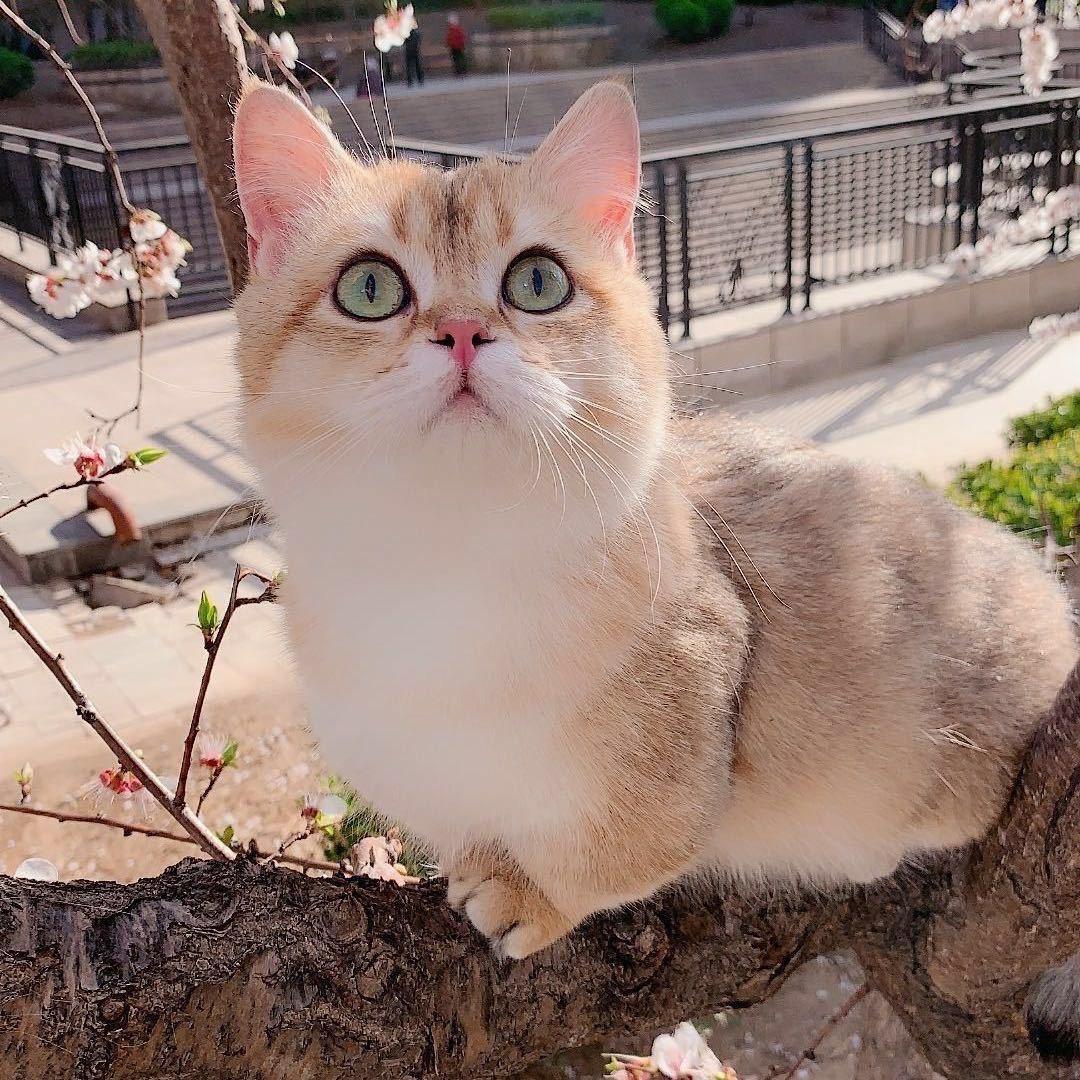 矮脚女王喵@抖音