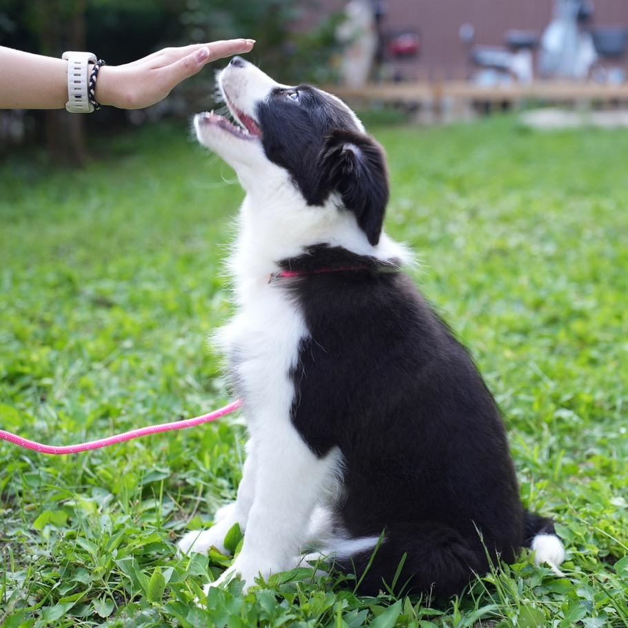 边牧多多的日记本📒