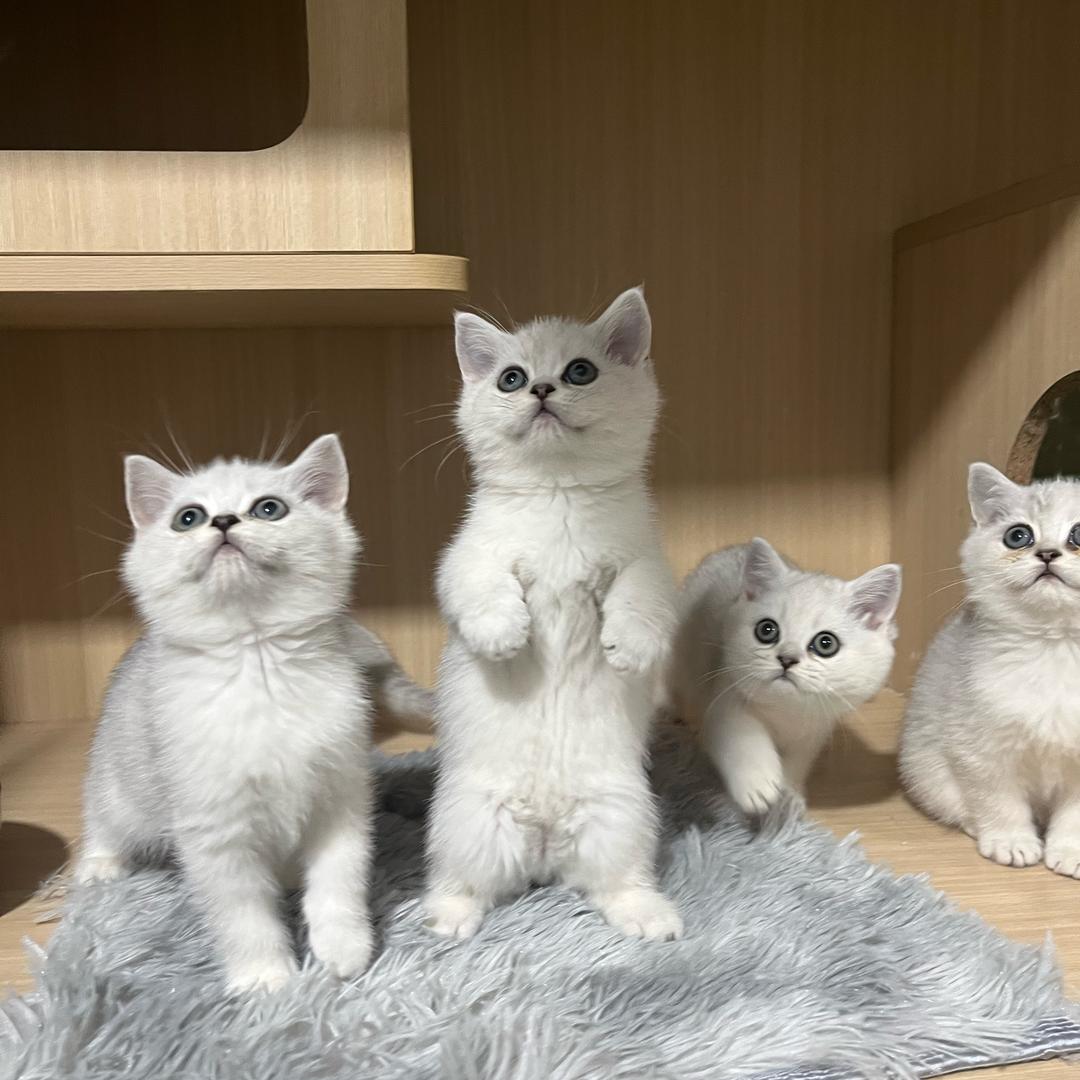 宣威猫舍