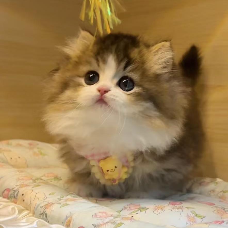 皮卡丘宠物零食优选1