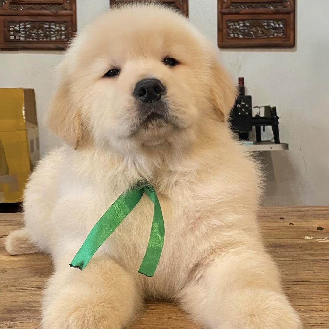 耶狗