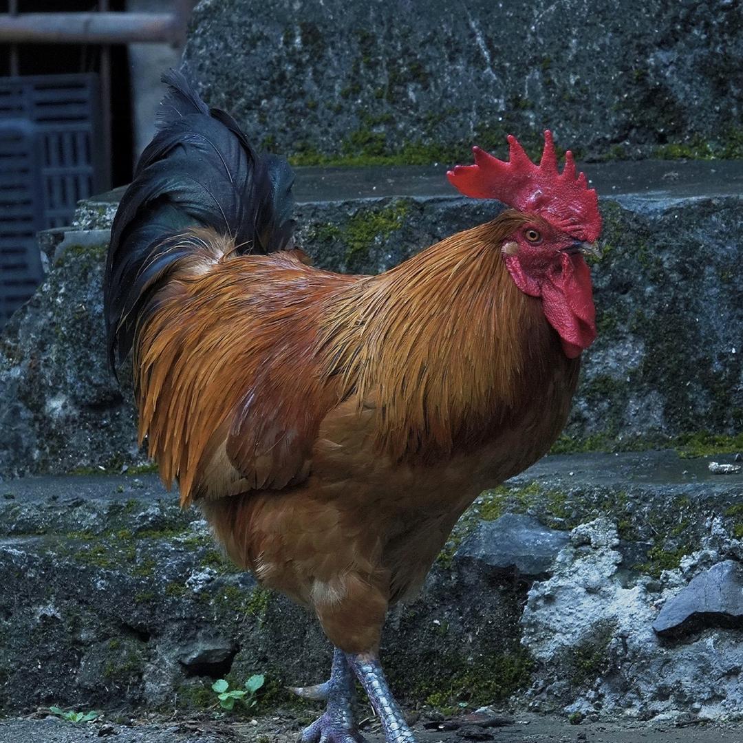 东北小王土鸡二号铺子