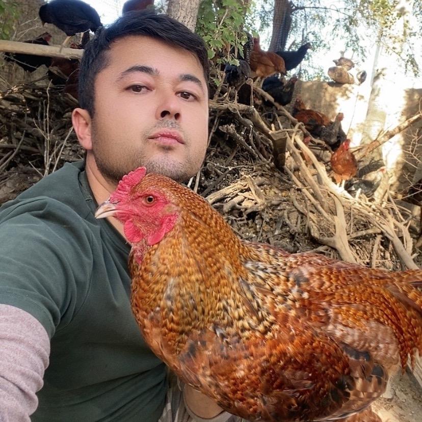老鸡窝 kona katak