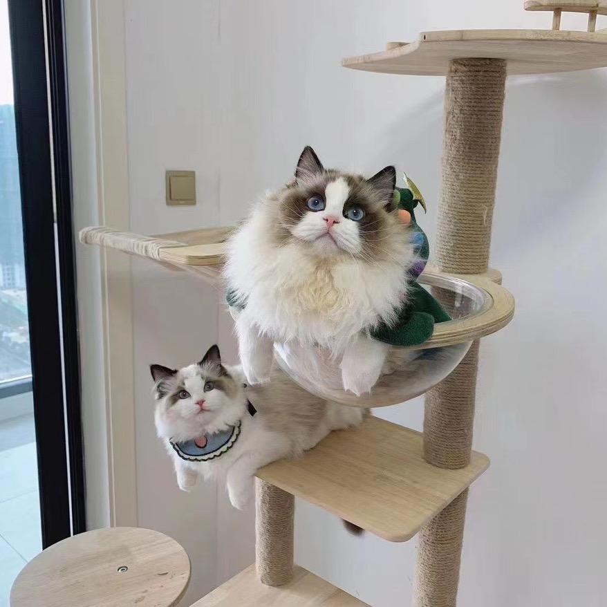 阜阳市宠物幼园宠物店（猫舍）