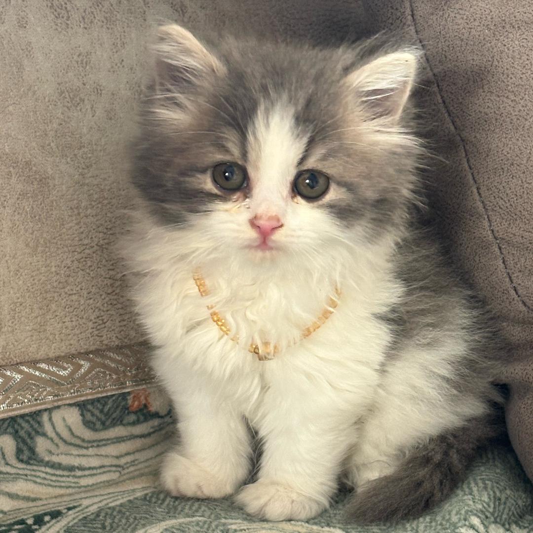 养只小猫叫臭宝