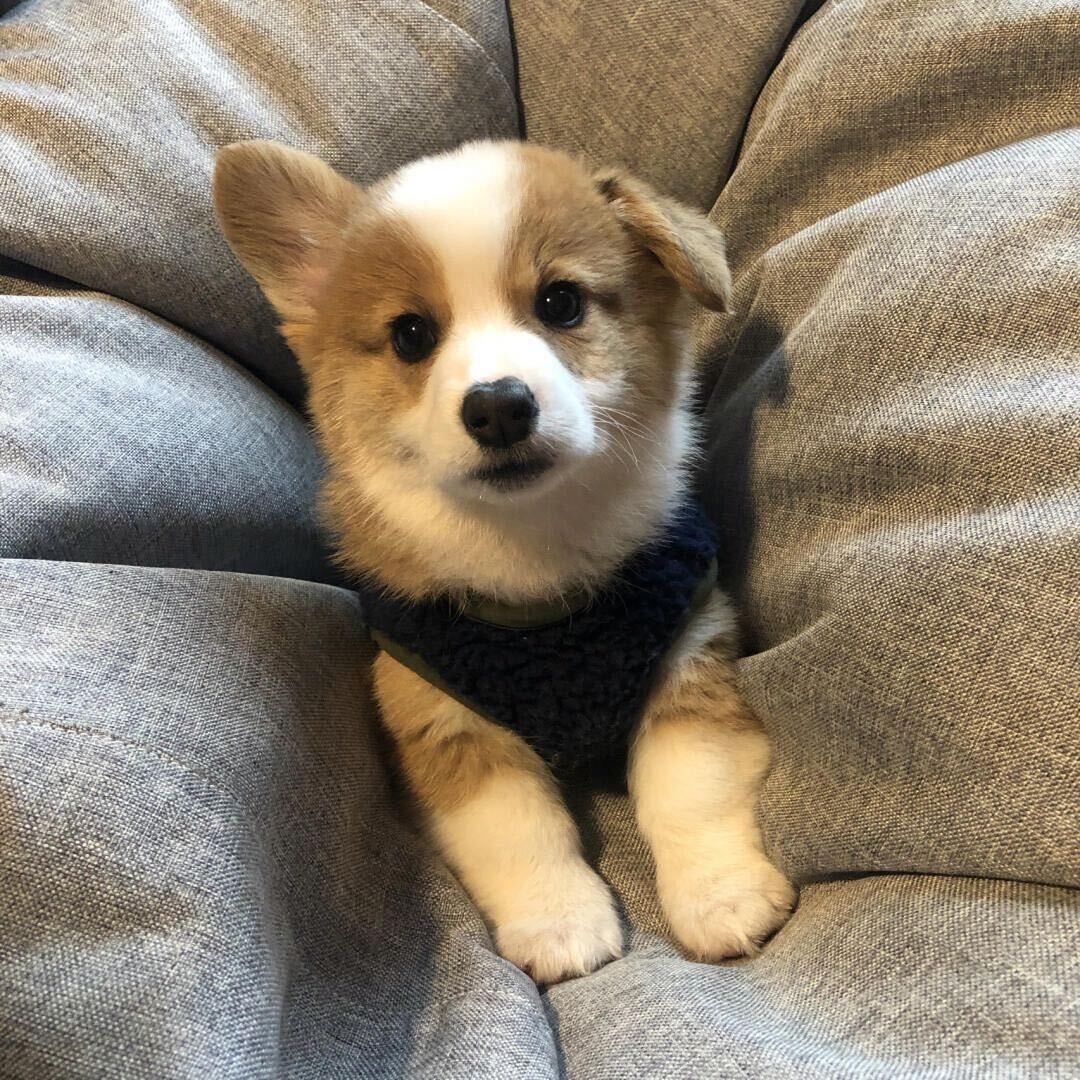 小🐶不是🐶