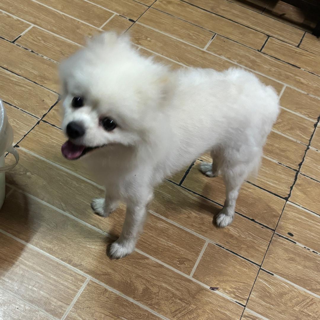向日葵的春天