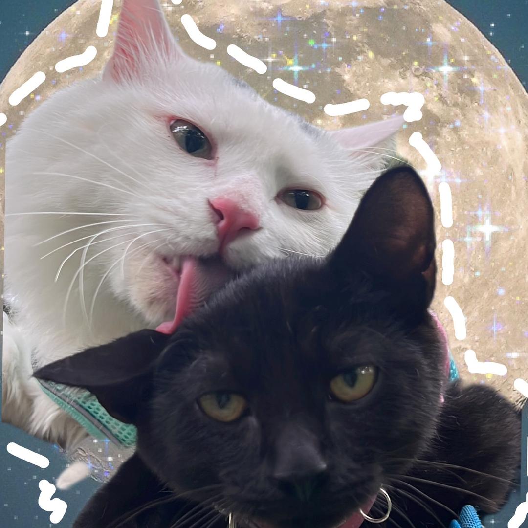 🐈🐈‍⬛大咪和啾啾👩🏼