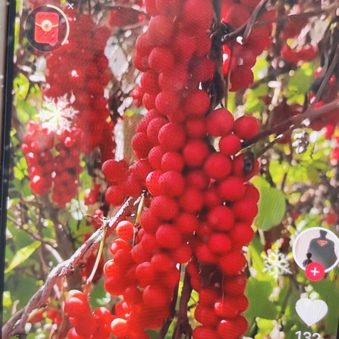 长白山果珍