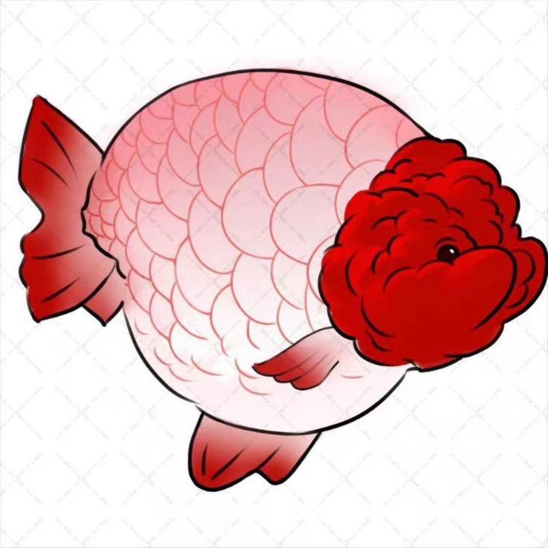 老丈人兰寿观赏鱼2店