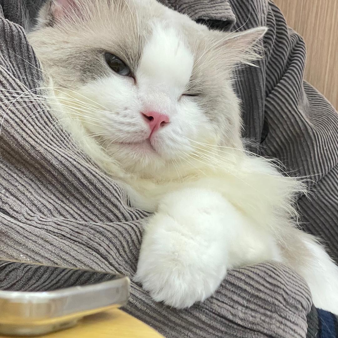 妹妹是只布偶狗