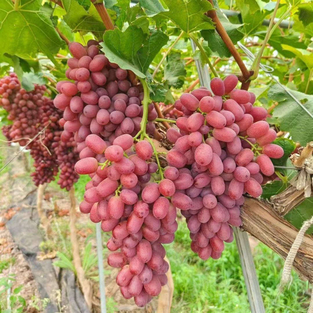 佳瑞裕隆店卢欢