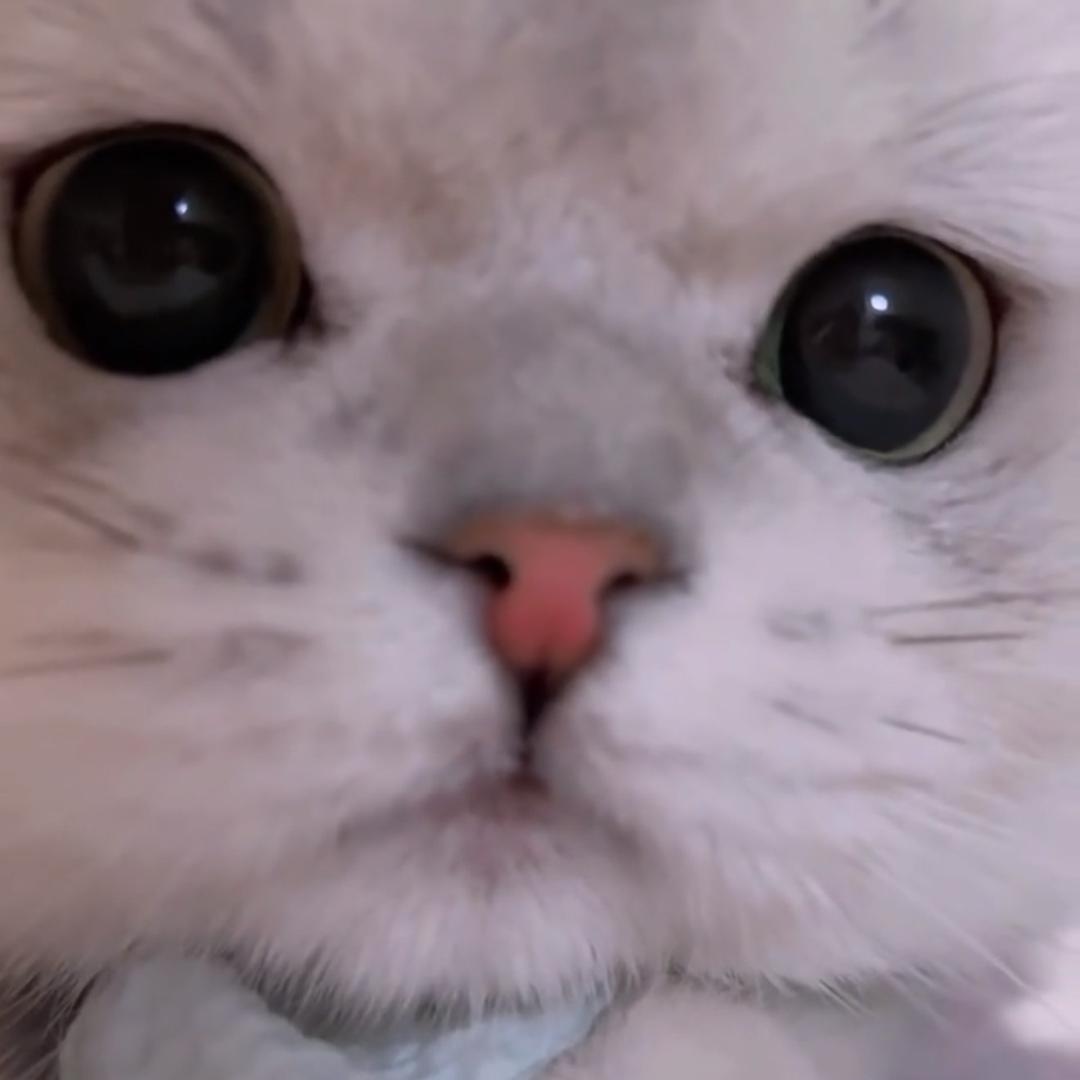 小小小呆呆呆呆