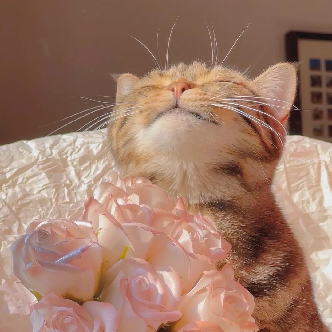 大阿吉的小美满