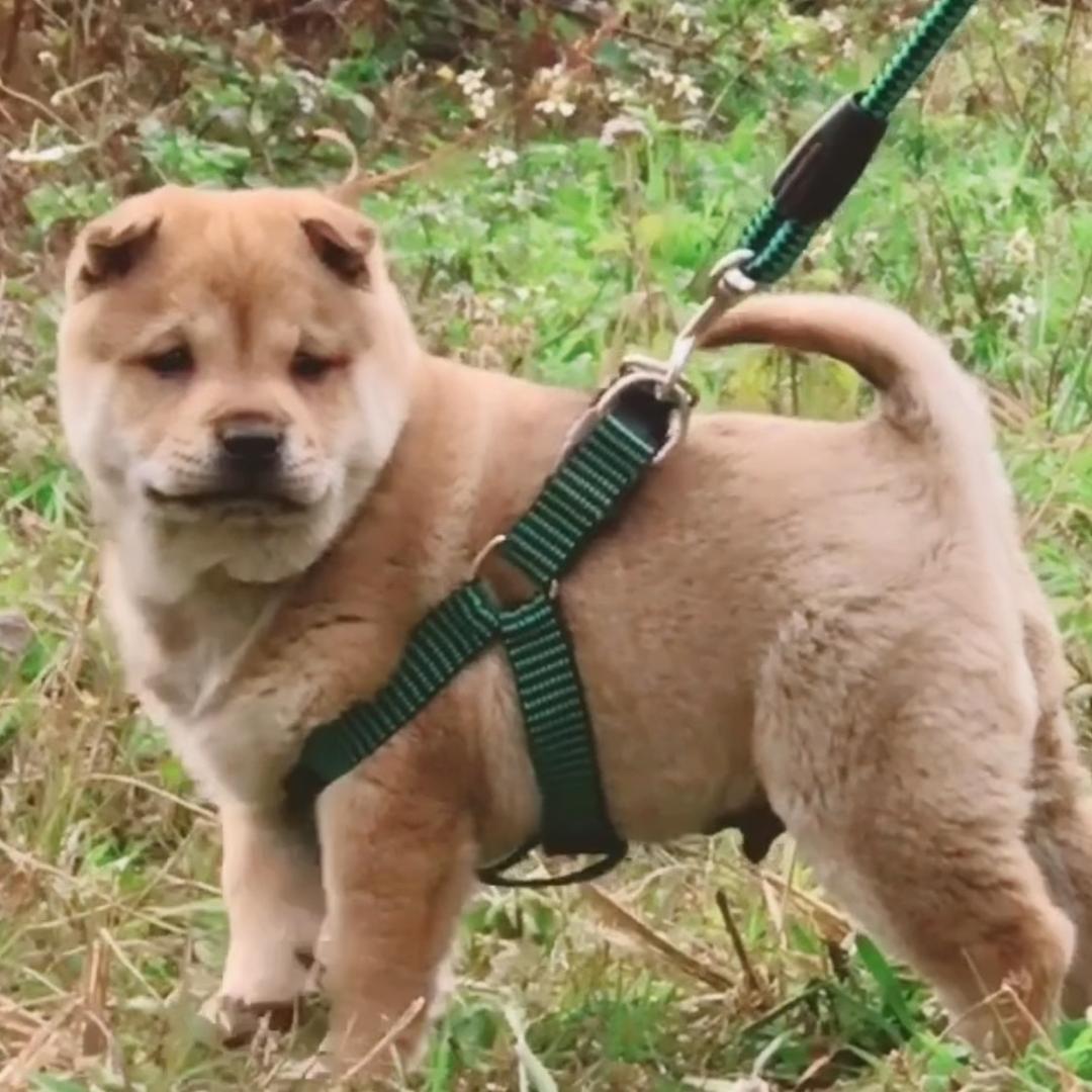 顺宠世家田园犬实体店