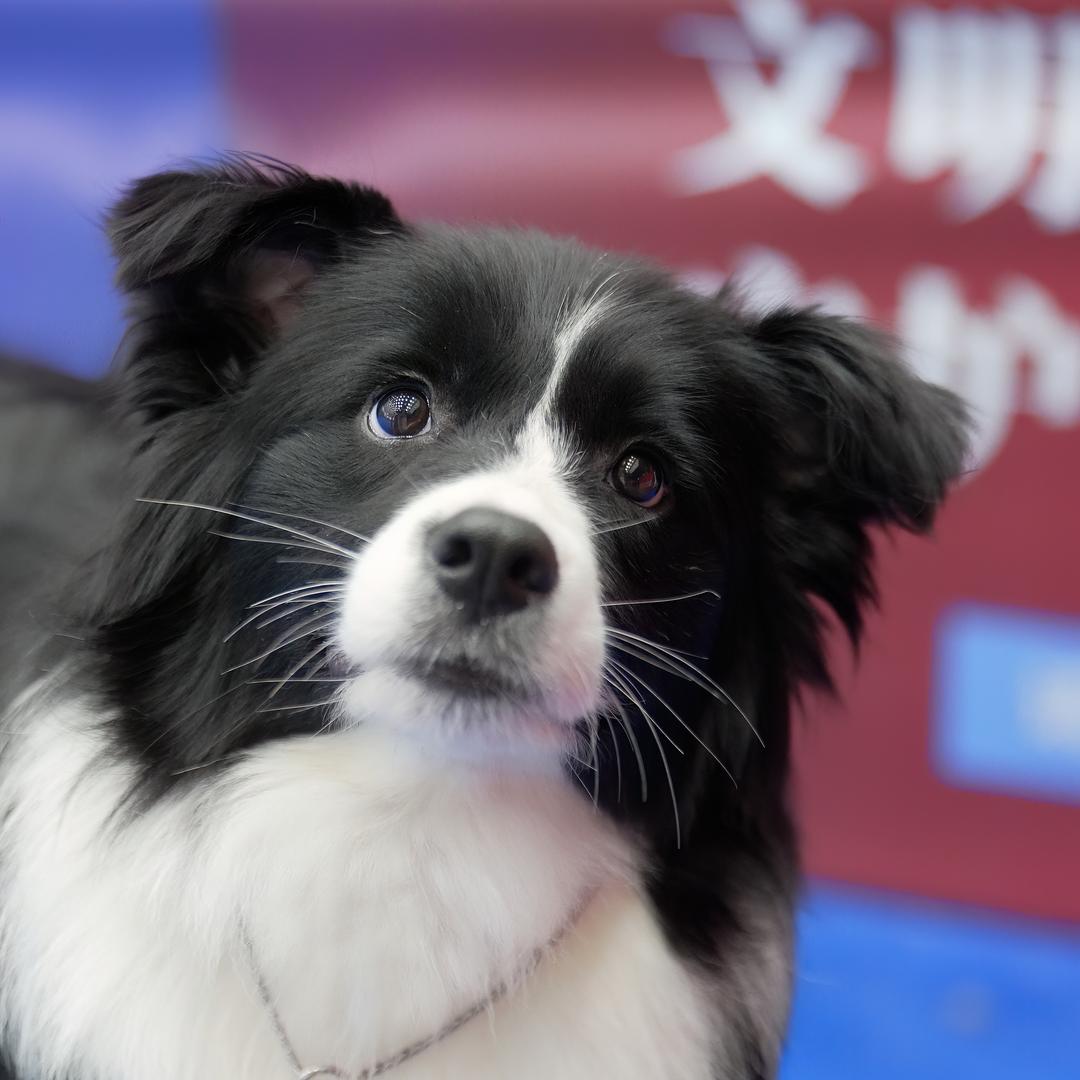 福蓉城犬舍