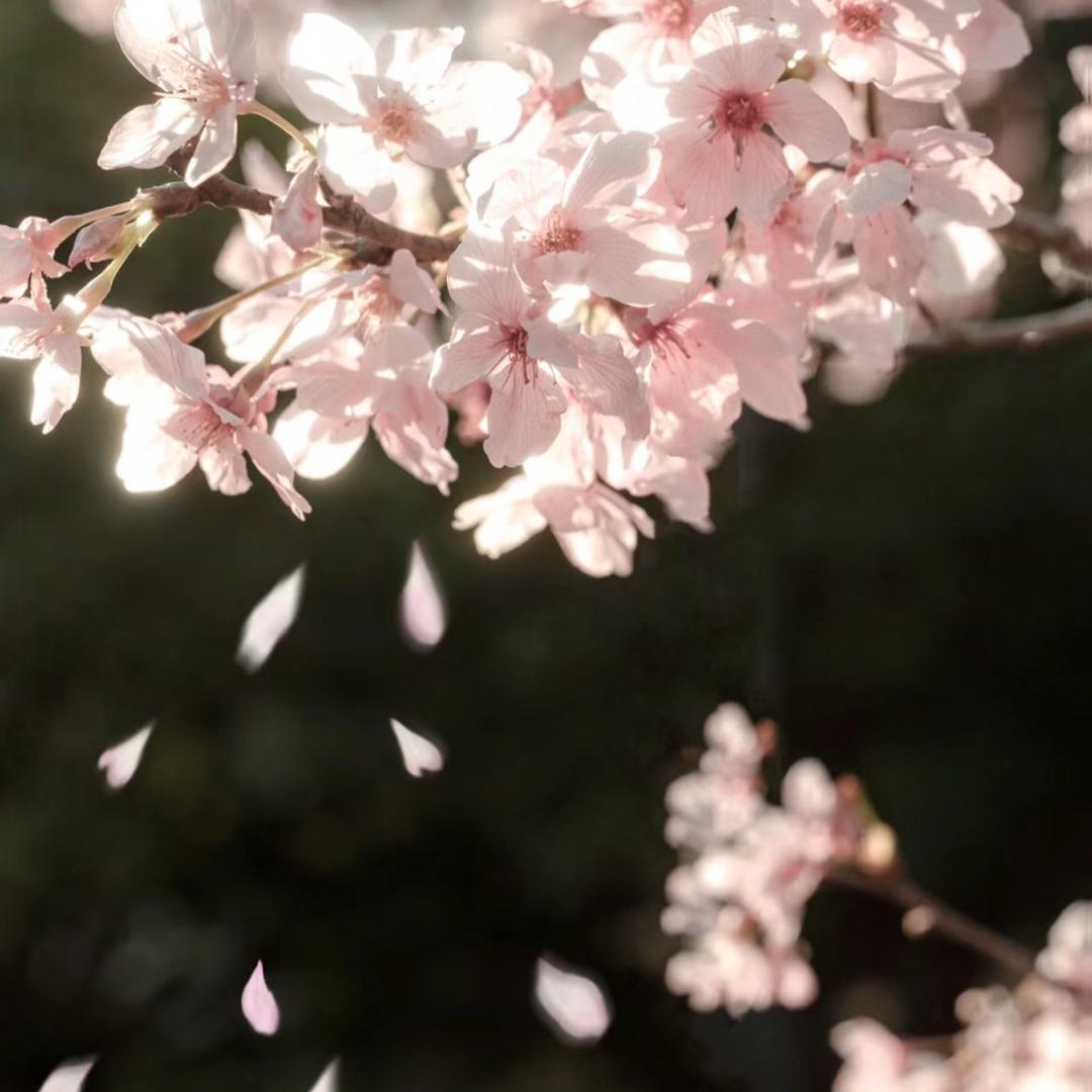 小樱花成长课堂