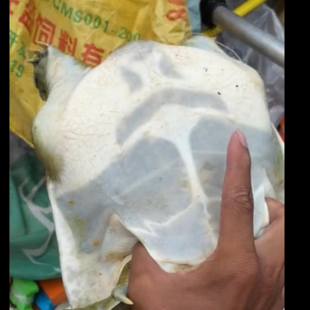 黑大甲鱼王