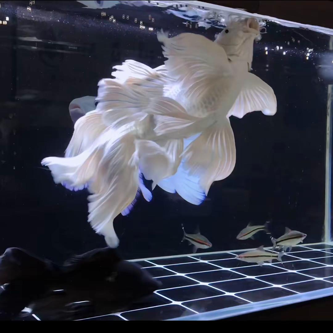 老刘家的蝴蝶鲤