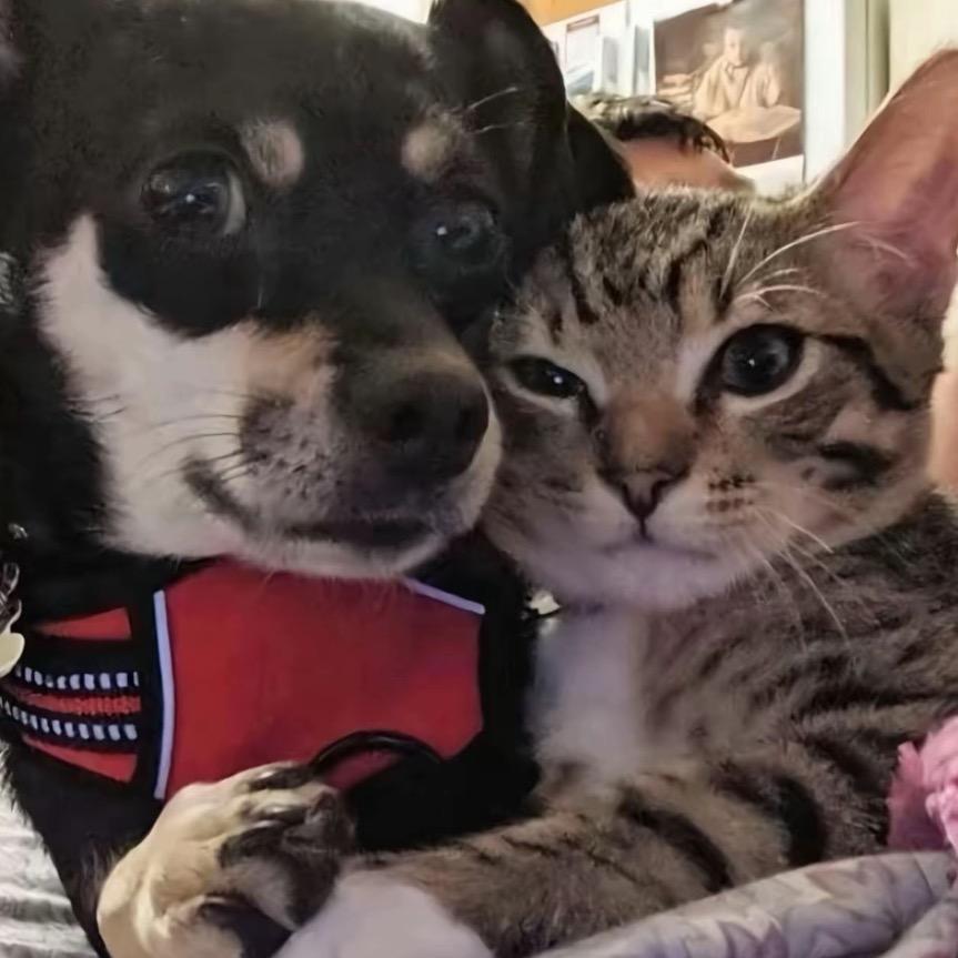 狡猾的狡猾人