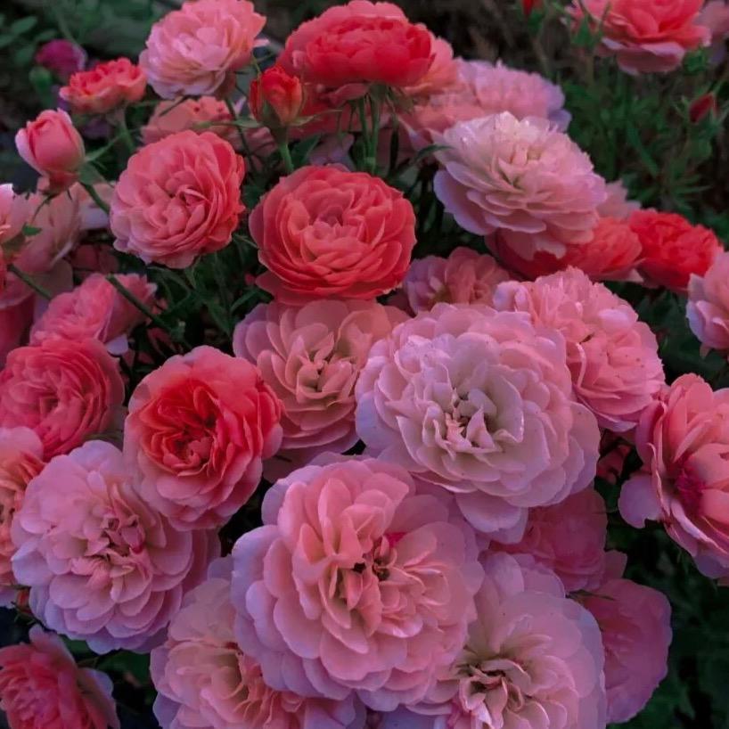 花音谷万乐园艺专卖店