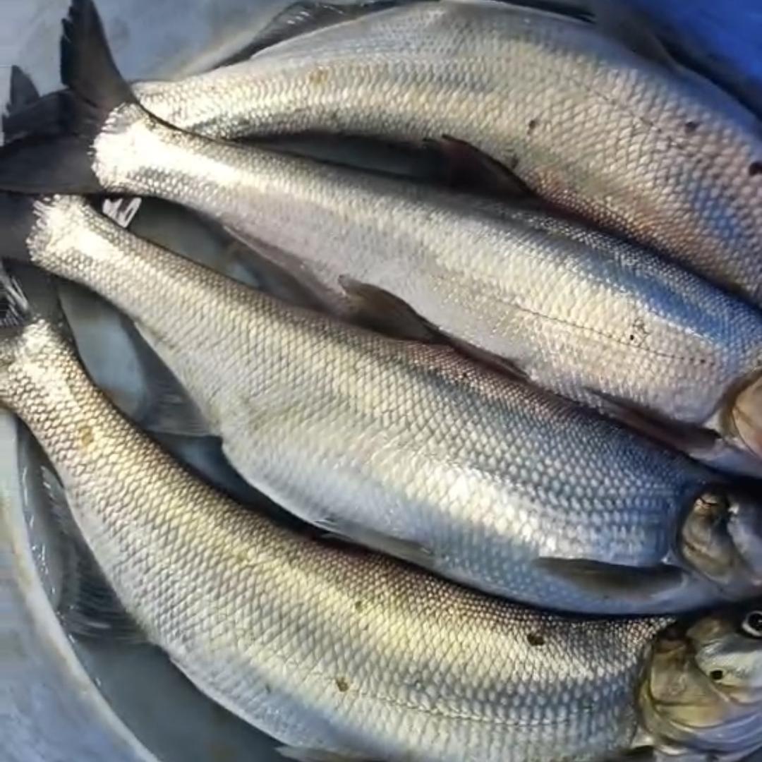 周家冲钓场莫莫🎣