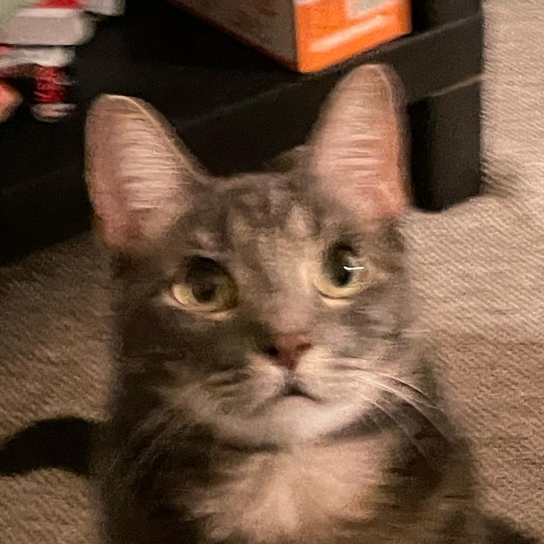 乌冬冬冬冬冬的面