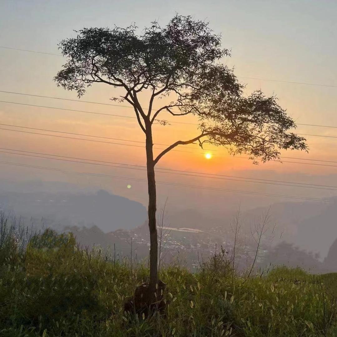楠风玩盆景（黄荆）