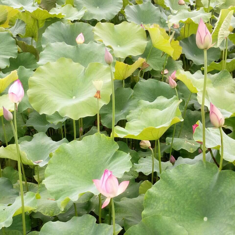 馨月