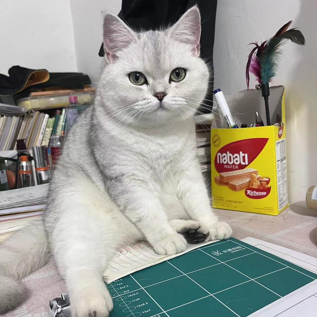 郝本的猫