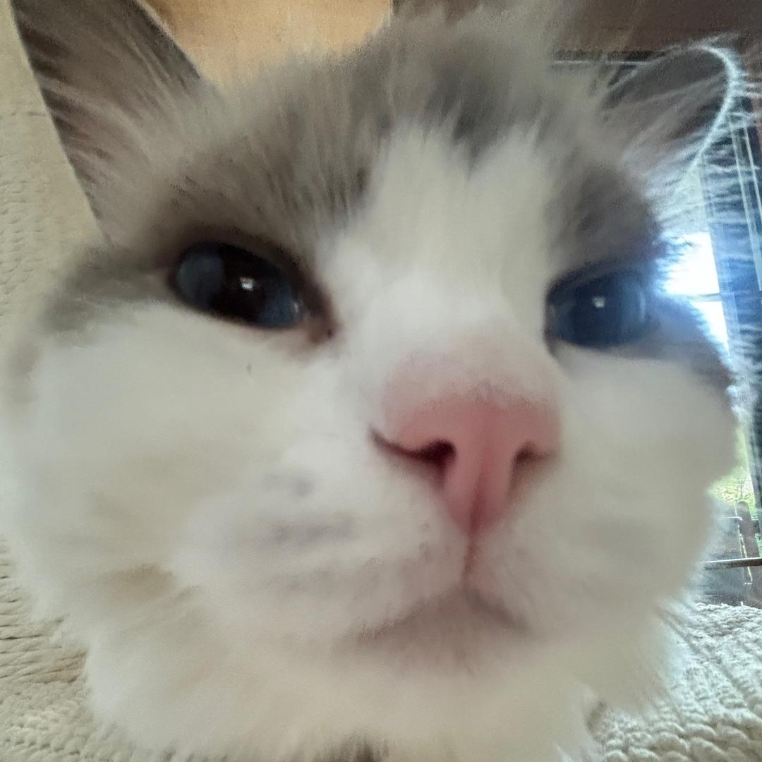 鱼