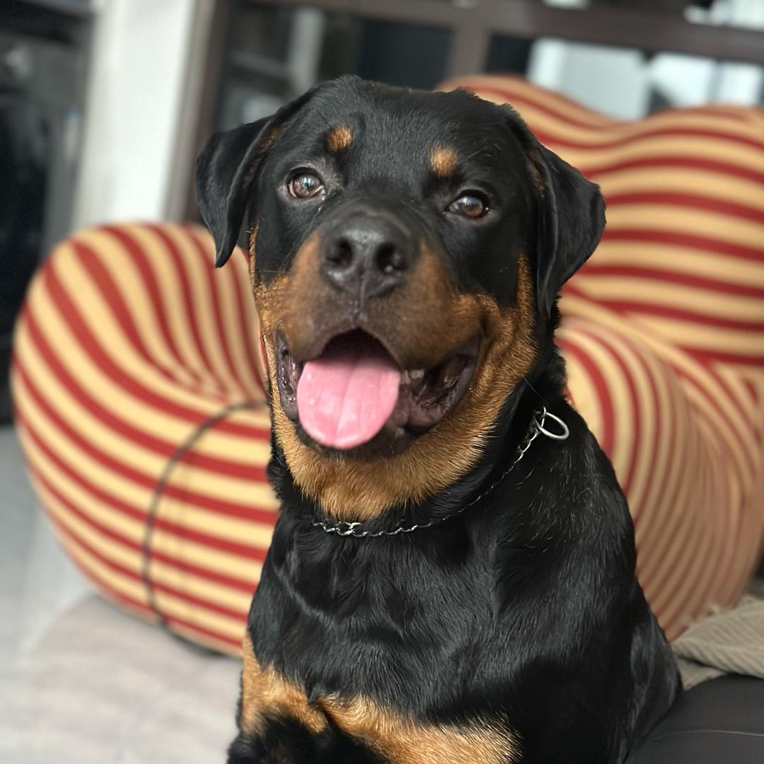 伯爵是只罗威纳