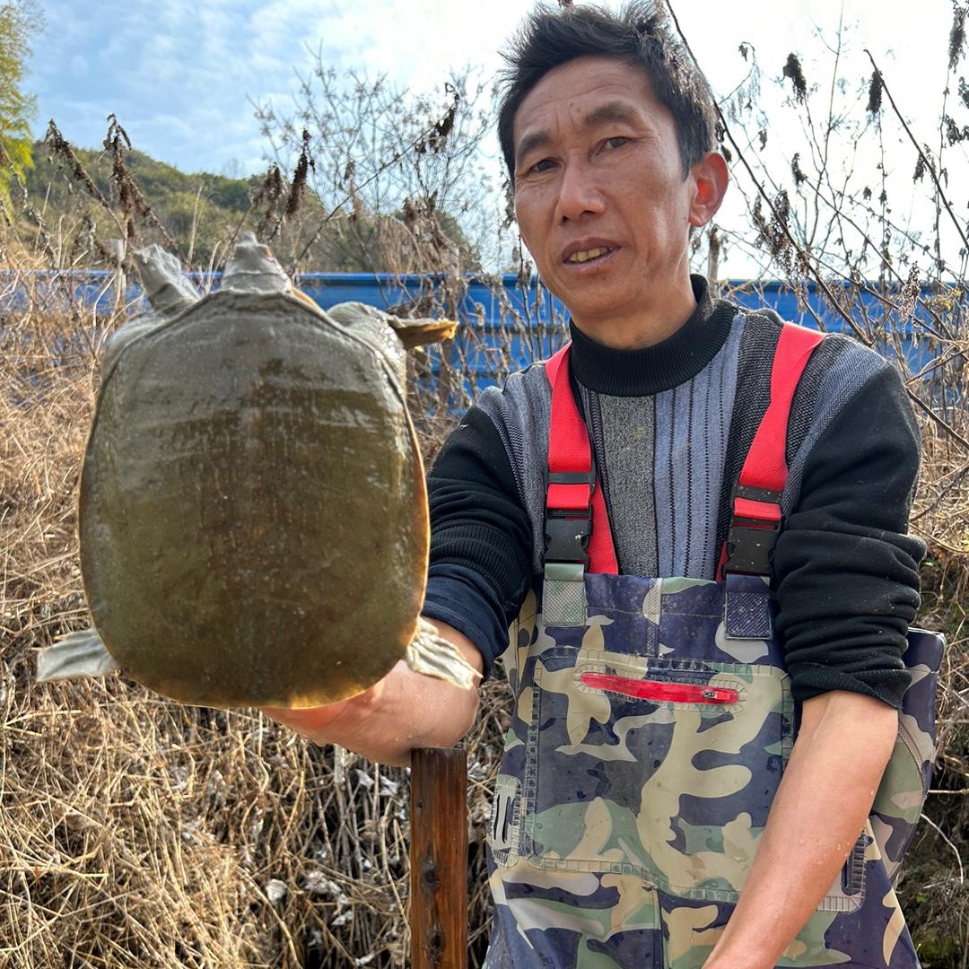 老王甲鱼水产品