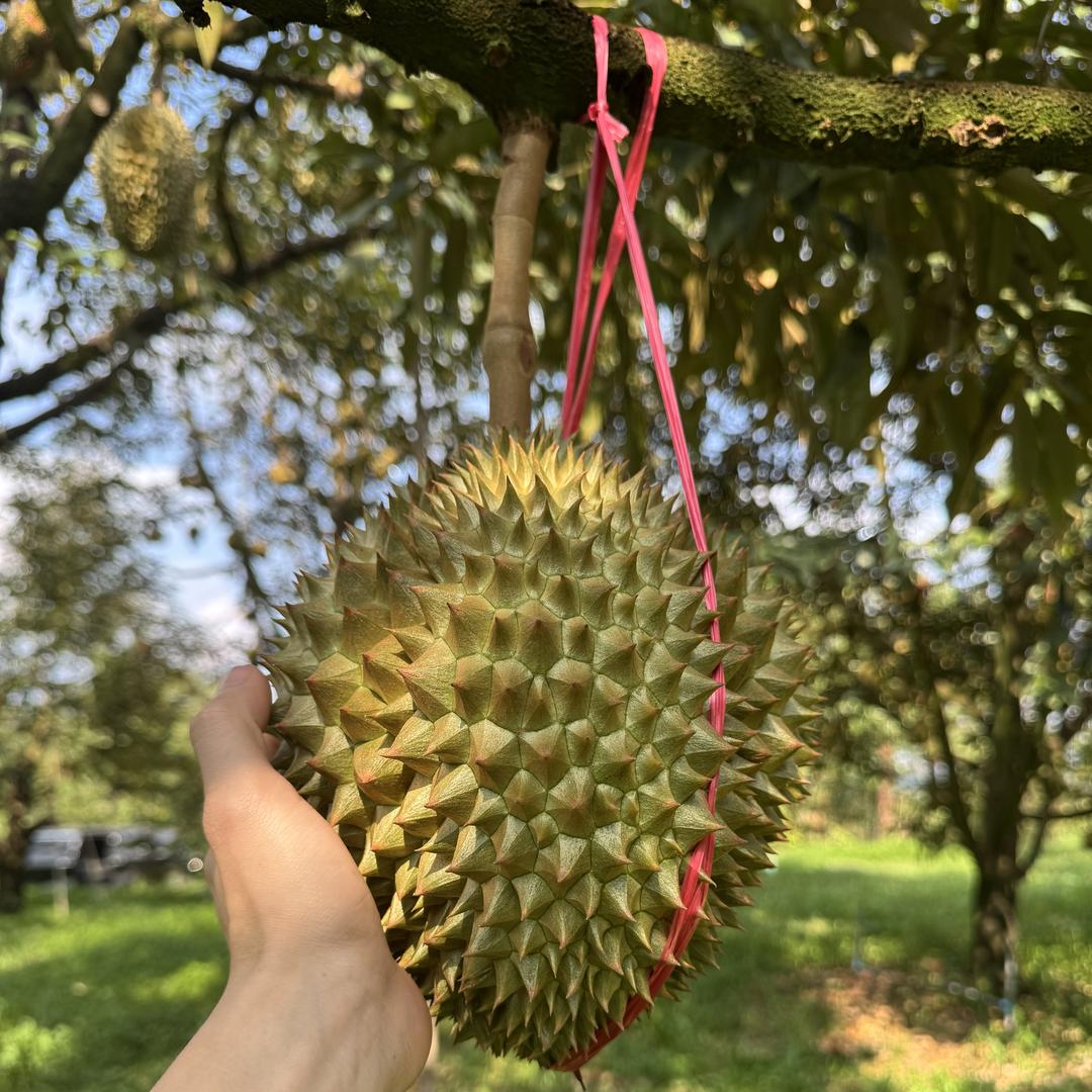 狗子榴莲