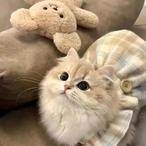 估猫猫舍宠物零售店-邹