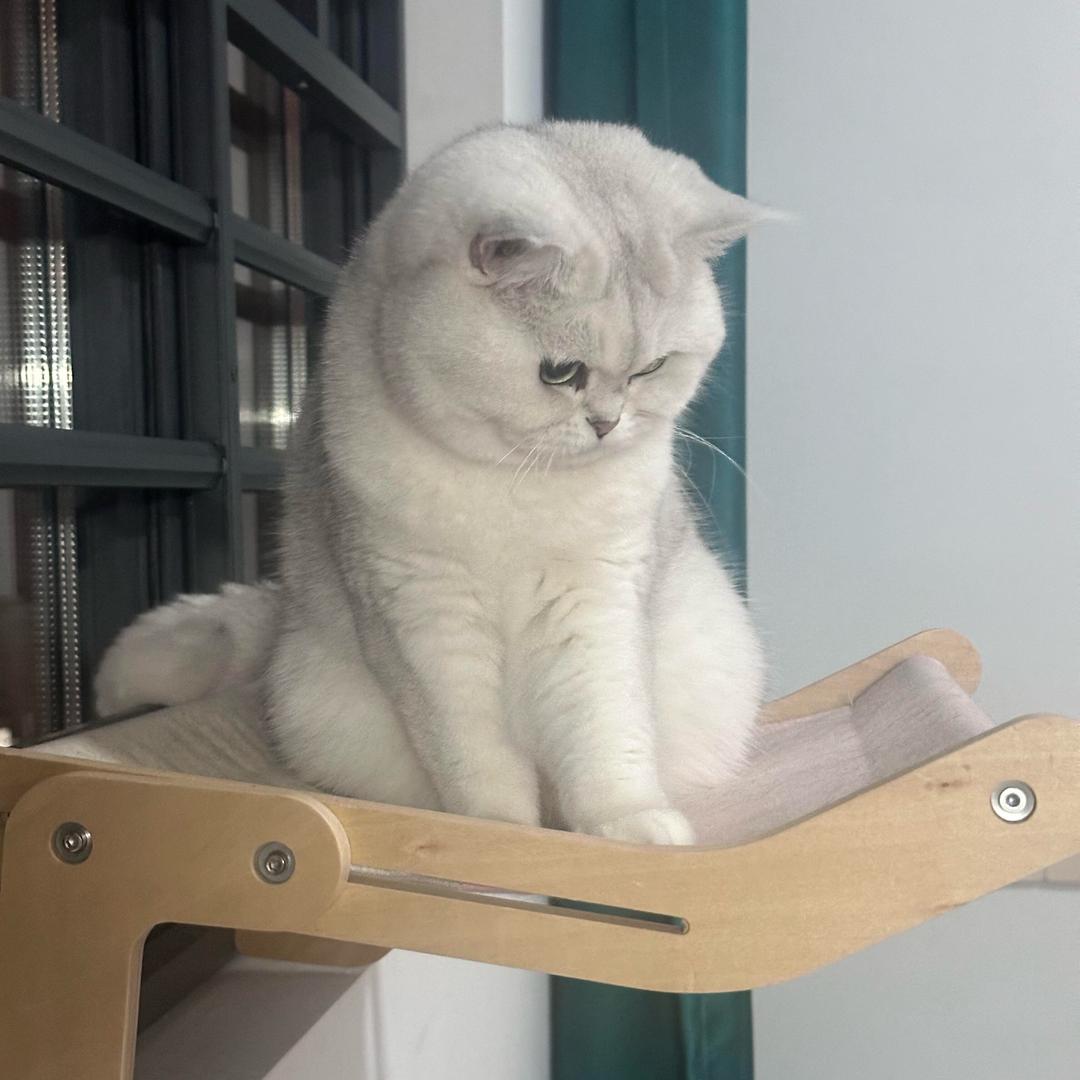 早睡早起的喵桑