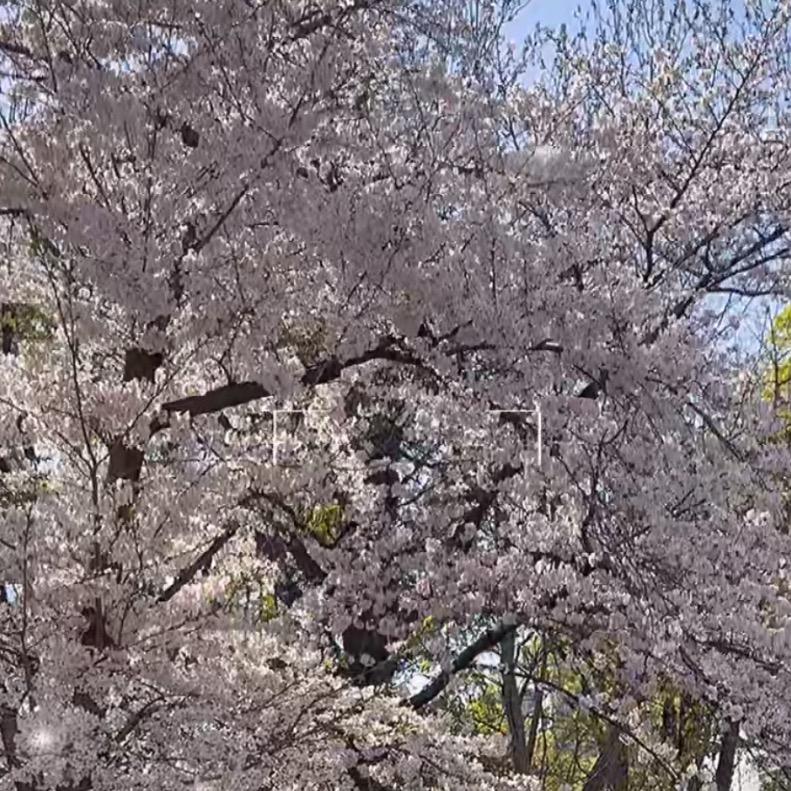 星期8在日本（经营管理签证）