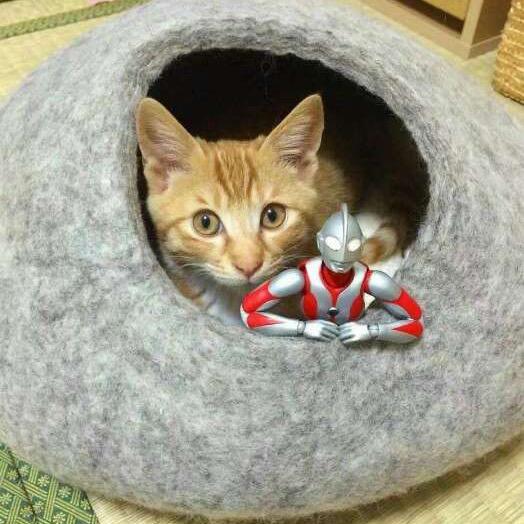 如果猫会飞