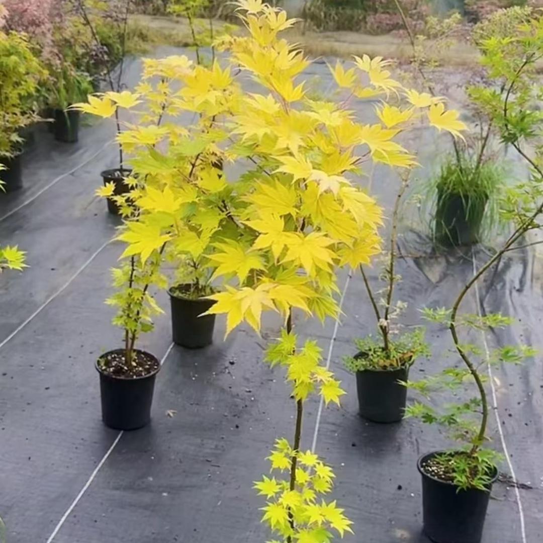 静静的花铺