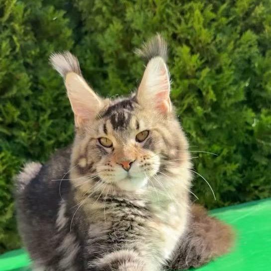 肥七家缅因猫