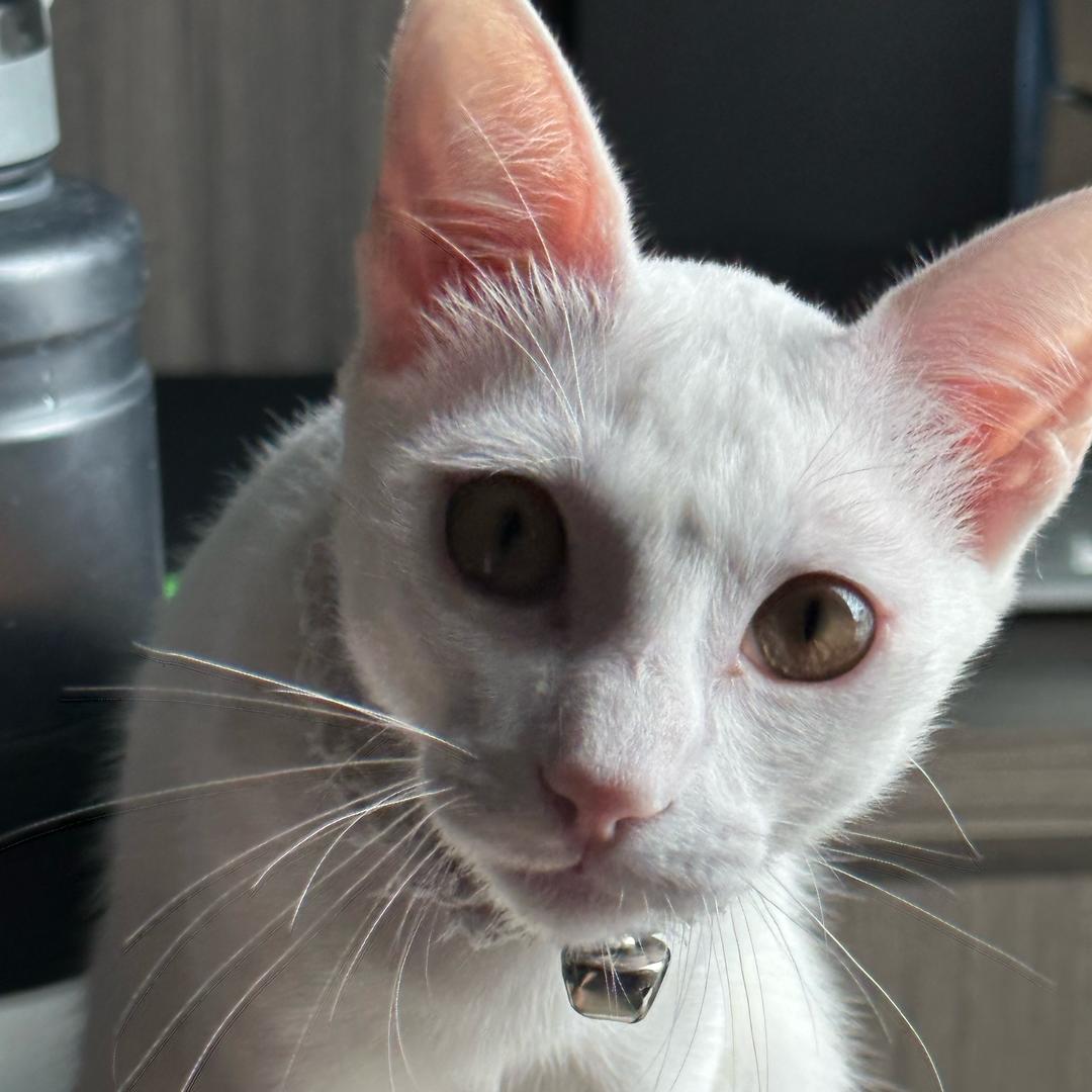 安娜🌙・小奶喵ヾ