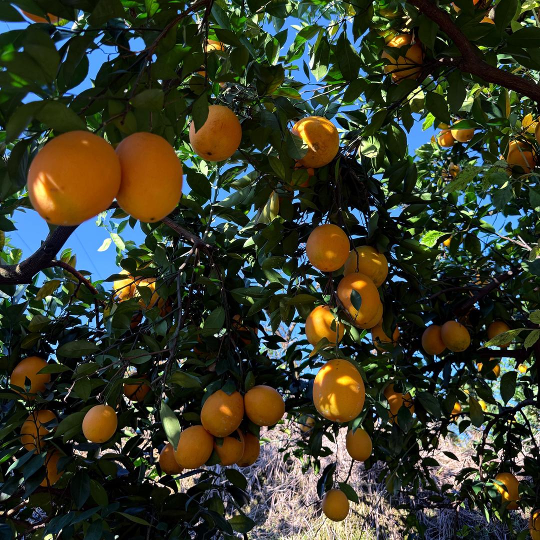 赣南脐橙原产地