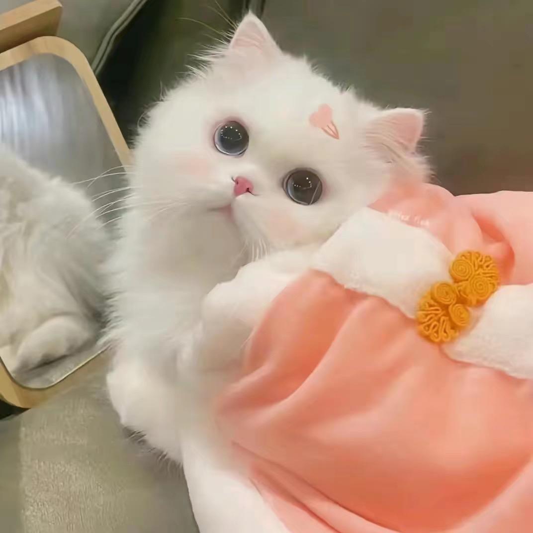 南昌猫咪领养平台