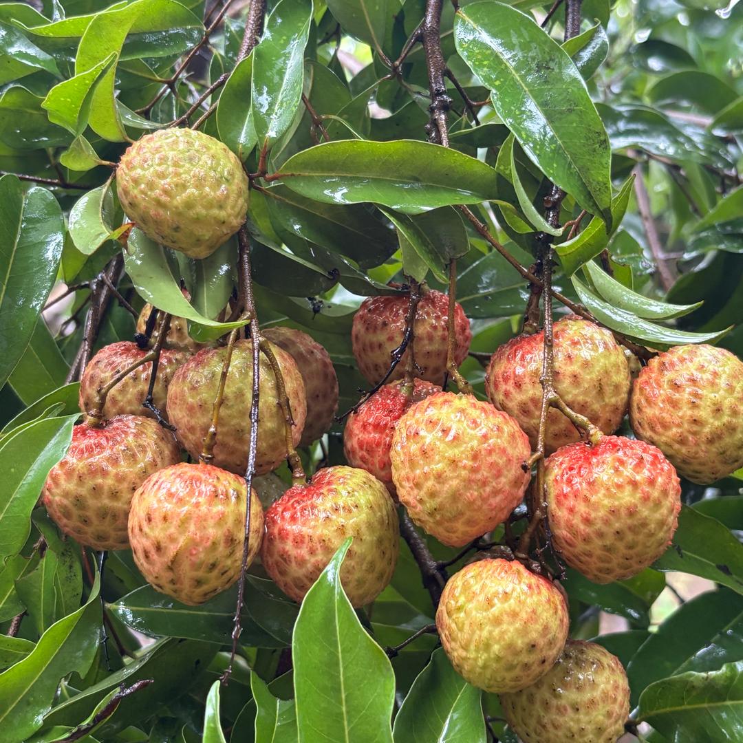 增城荔芯荔枝供应链