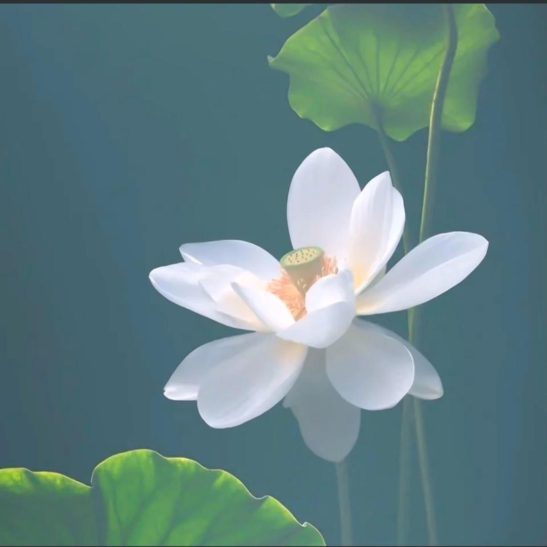 大土豆
