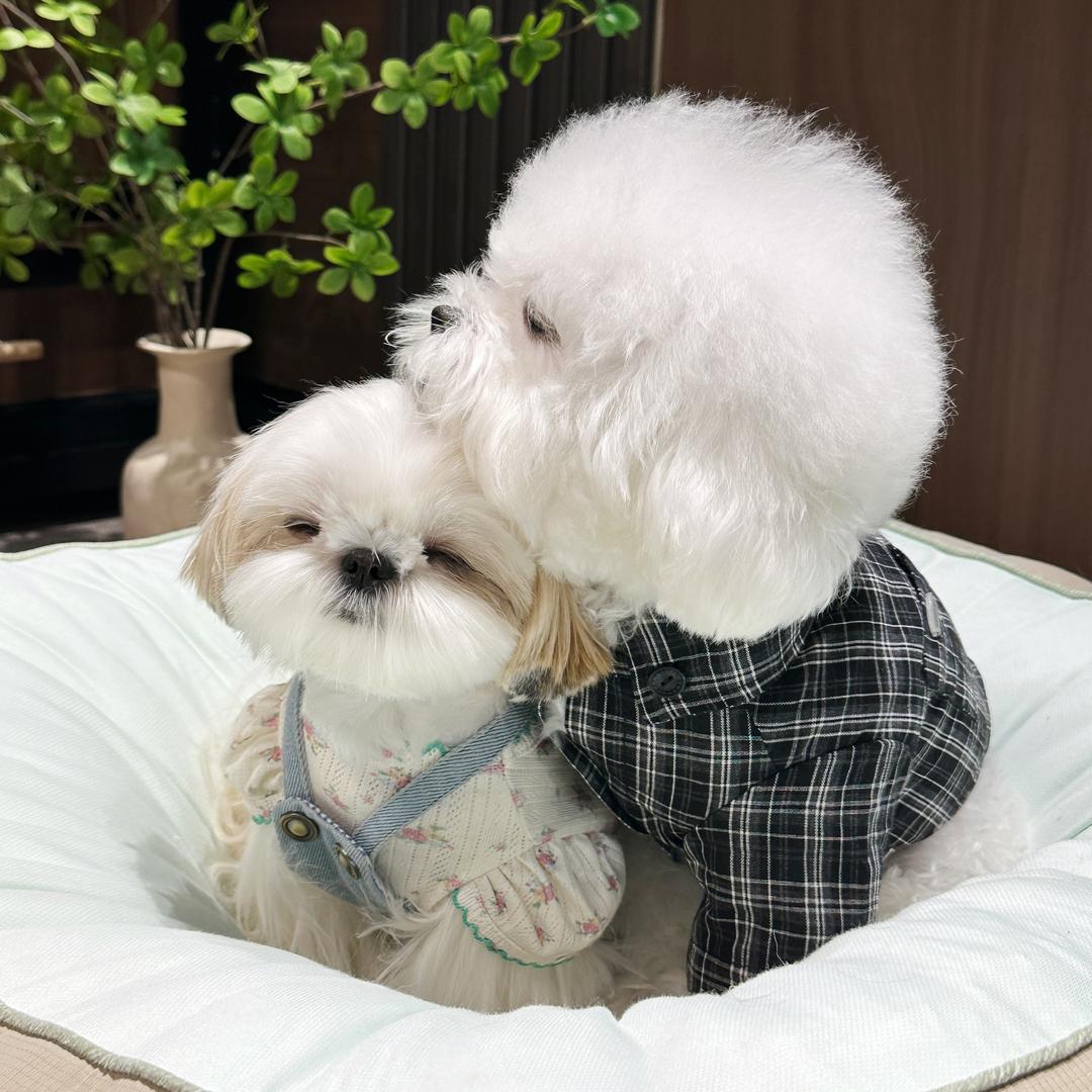 漫鱼小b熊🐻