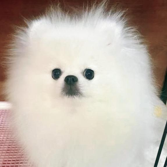 小泡泡🫧