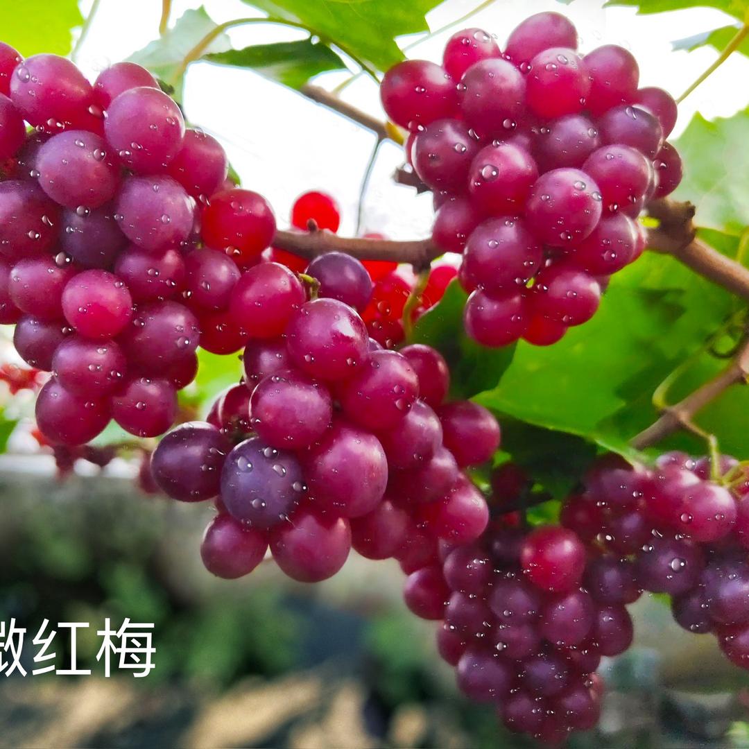 汤叔圆叶专营店