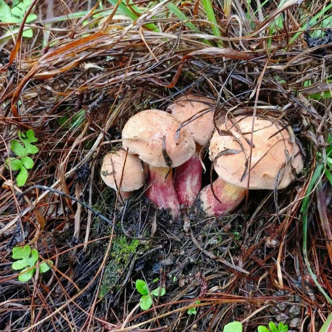 云岭珍野生菌
