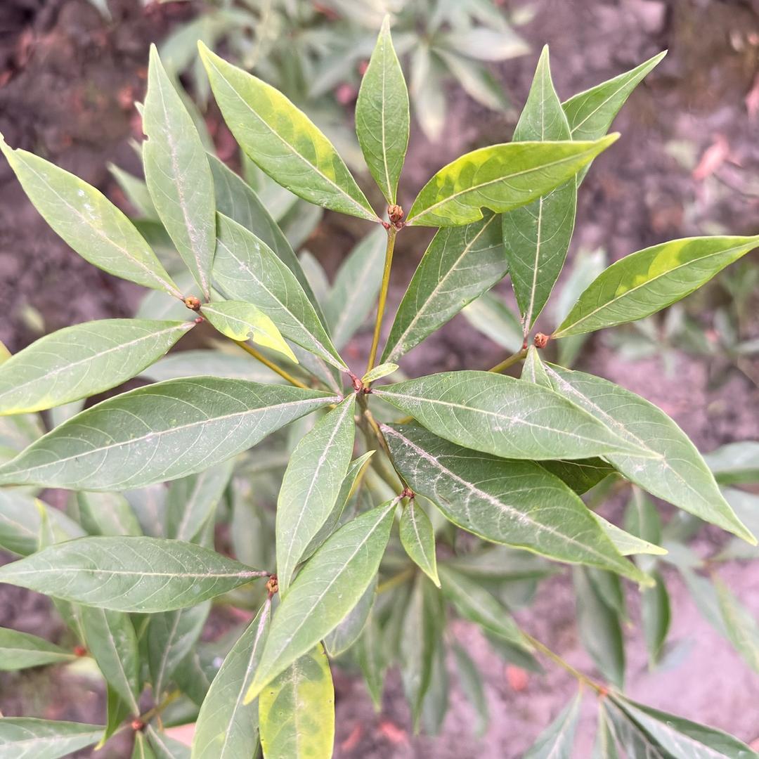 廖家绿叶苗圃金丝楠木基地